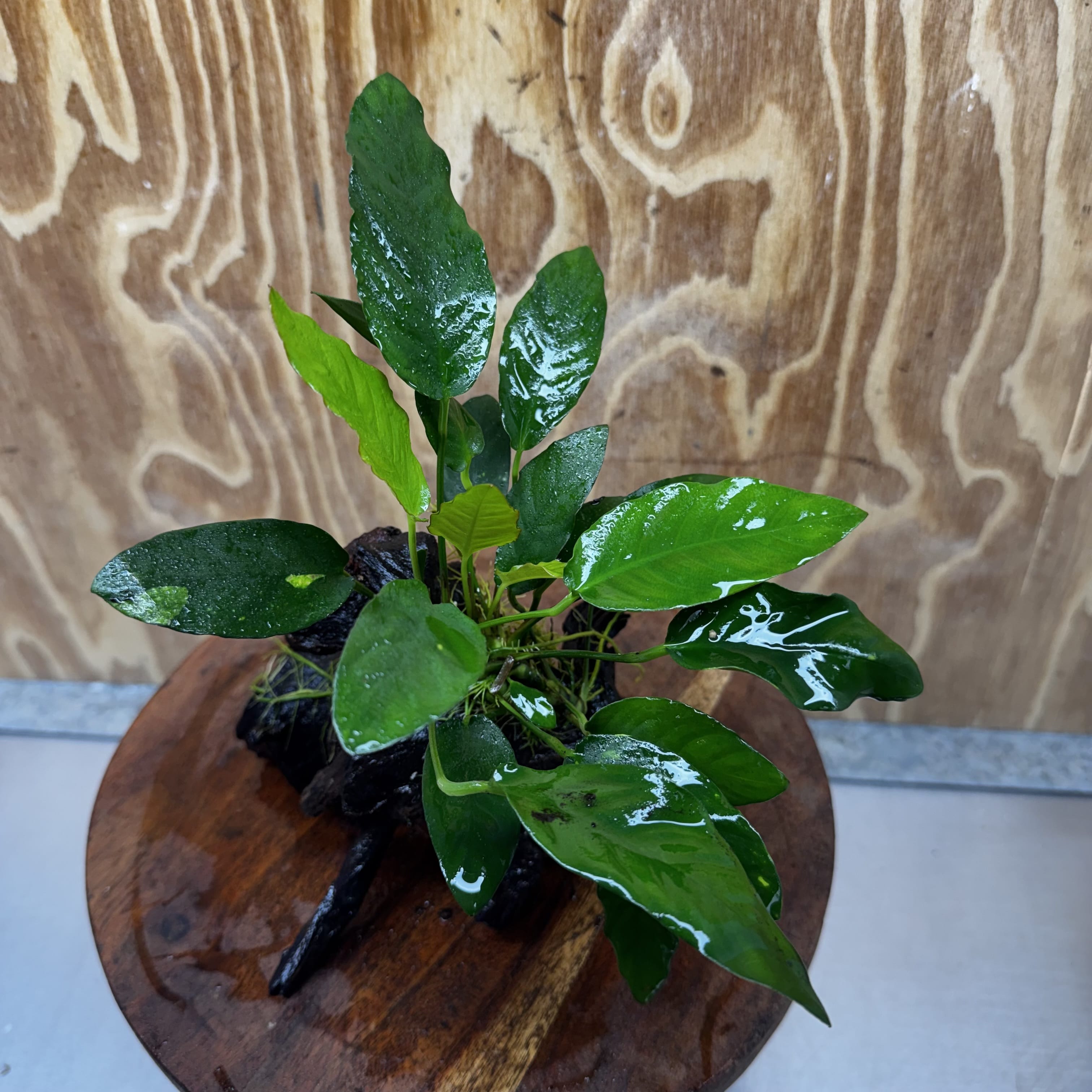 Scapeshop.com.au One Only Anubias Paco on Medium Driftwood Creation - One Only - Bold Anubias Afzelli OT on Medium Driftwood - One Only - Aquarium Plants Australia