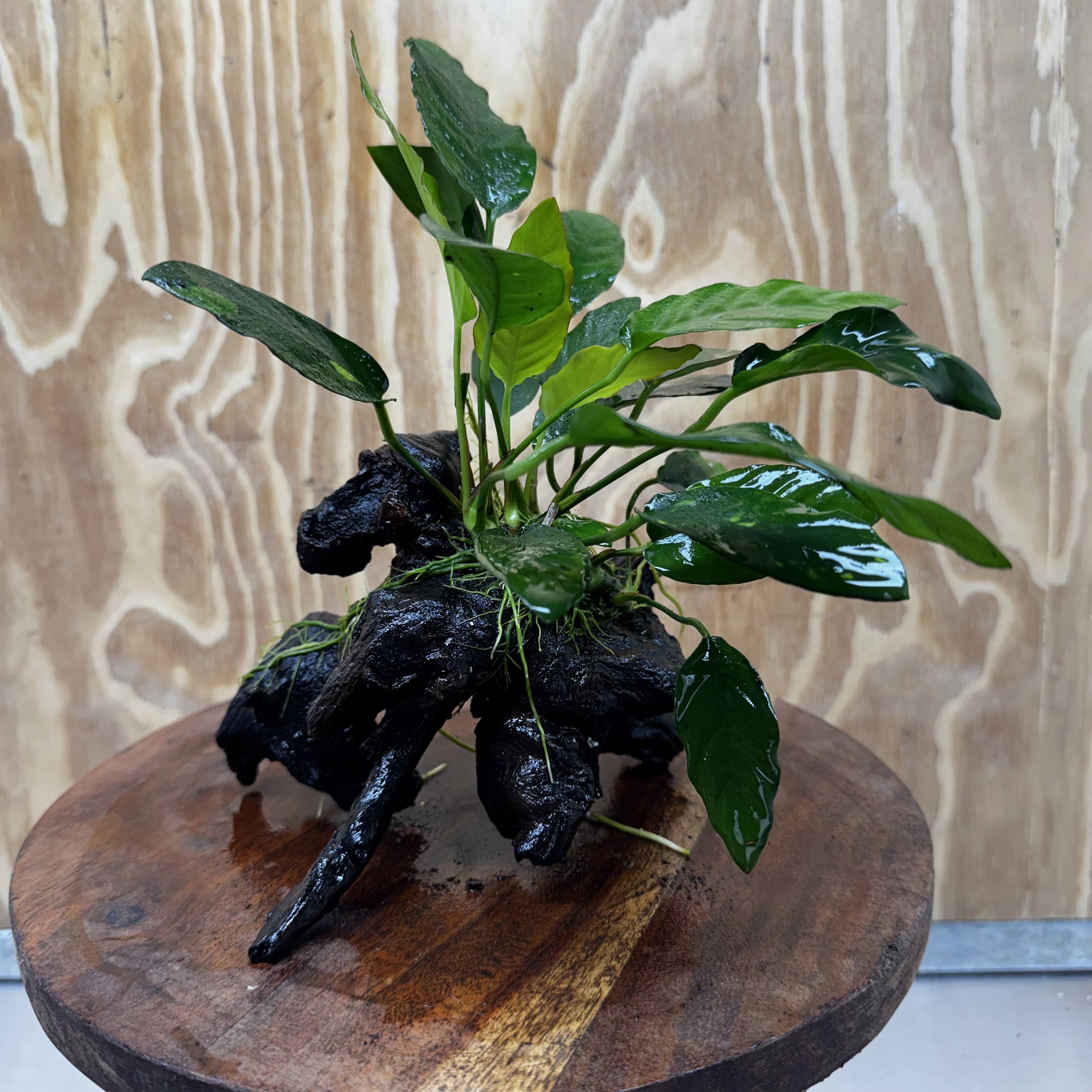 Scapeshop.com.au One Only Anubias Paco on Medium Driftwood Creation - One Only - Bold Anubias Afzelli OT on Medium Driftwood - One Only - Aquarium Plants Australia