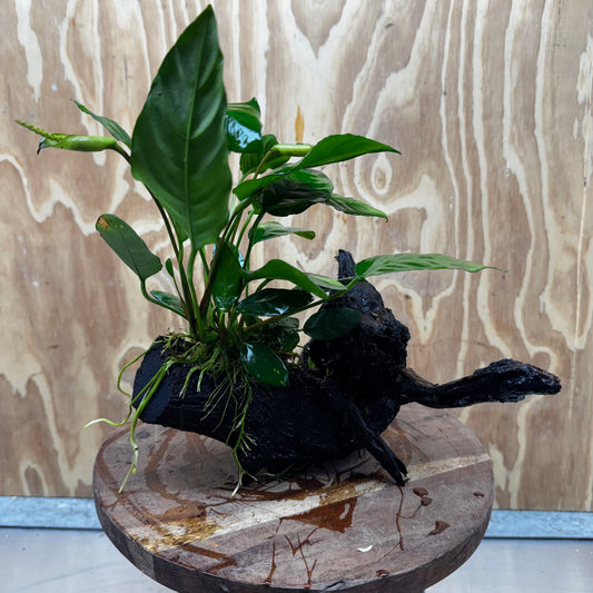 Scapeshop.com.au One Only Anubias Paco on Medium Driftwood Creation - One Only - Bold Anubias Afzelli OT on Medium Driftwood - One Only - Aquarium Plants Australia