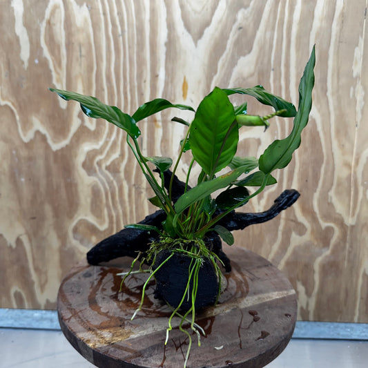 Scapeshop.com.au One Only Anubias Paco on Medium Driftwood Creation - One Only - Bold Anubias Afzelli OT on Medium Driftwood - One Only - Aquarium Plants Australia