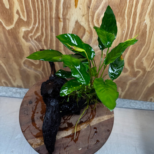 Scapeshop.com.au One Only Anubias Paco on Medium Driftwood Creation - One Only - Bold Anubias Afzelli OT on Medium Driftwood - One Only - Aquarium Plants Australia