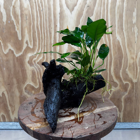 Scapeshop.com.au One Only Anubias Paco on Medium Driftwood Creation - One Only - Bold Anubias Afzelli OT on Medium Driftwood - One Only - Aquarium Plants Australia