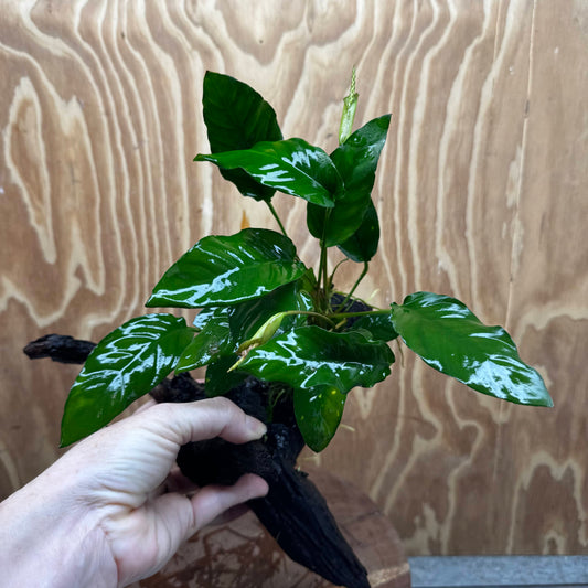 Scapeshop.com.au One Only Anubias Paco on Medium Driftwood Creation - One Only - Bold Anubias Afzelli OT on Medium Driftwood - One Only - Aquarium Plants Australia