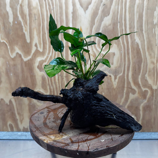 Scapeshop.com.au One Only Anubias Paco on Medium Driftwood Creation - One Only - Bold Anubias Afzelli OT on Medium Driftwood - One Only - Aquarium Plants Australia