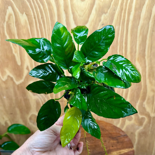 Scapeshop.com.au One Only Anubias Paco on Medium Driftwood Creation - One Only - Delicate Anubias Paco on Medium Driftwood - One Only - Aquarium Plants Australia