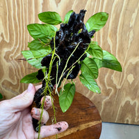 Scapeshop.com.au One Only Anubias Paco on Medium Driftwood Creation - One Only - Delicate Anubias Paco on Medium Driftwood - One Only - Aquarium Plants Australia