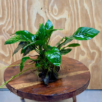 Scapeshop.com.au One Only Anubias Paco on Medium Driftwood Creation - One Only - Delicate Anubias Paco on Medium Driftwood - One Only - Aquarium Plants Australia