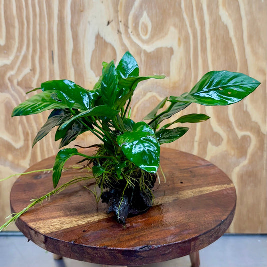 Scapeshop.com.au One Only Anubias Paco on Medium Driftwood Creation - One Only - Delicate Anubias Paco on Medium Driftwood - One Only - Aquarium Plants Australia