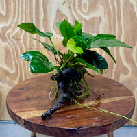 Scapeshop.com.au One Only Anubias Paco on Medium Driftwood Creation - One Only - Delicate Anubias Paco on Medium Driftwood - One Only - Aquarium Plants Australia