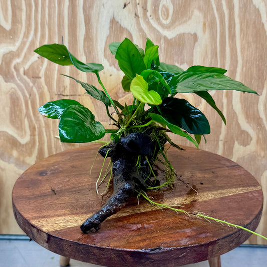 Scapeshop.com.au One Only Anubias Paco on Medium Driftwood Creation - One Only - Delicate Anubias Paco on Medium Driftwood - One Only - Aquarium Plants Australia