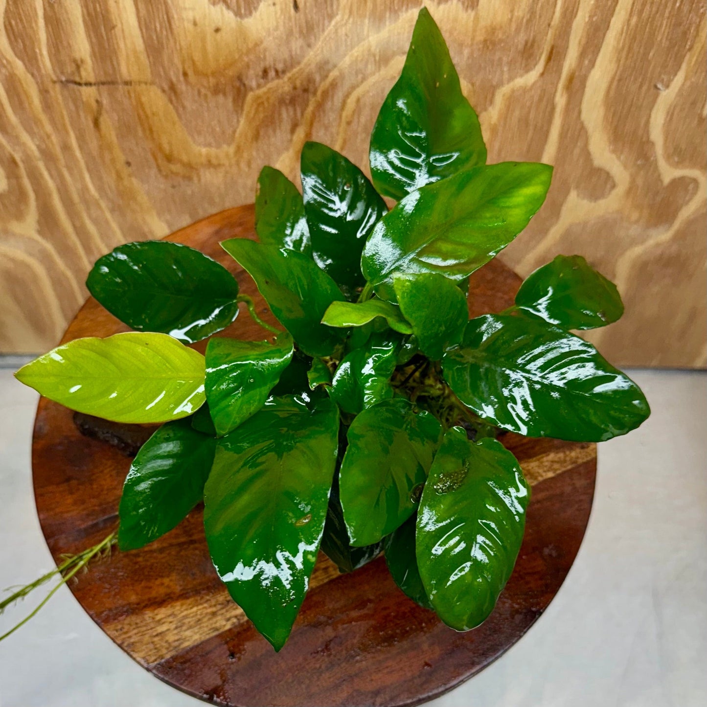 Scapeshop.com.au One Only Anubias Paco on Medium Driftwood Creation - One Only - Delicate Anubias Paco on Medium Driftwood - One Only - Aquarium Plants Australia