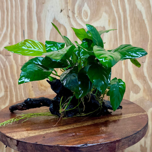 Scapeshop.com.au One Only Anubias Paco on Medium Driftwood Creation - One Only - Delicate Anubias Paco on Medium Driftwood - One Only - Aquarium Plants Australia