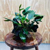 Scapeshop.com.au One Only Anubias Paco on Medium Driftwood Creation - One Only - Delicate Anubias Paco on Medium Driftwood - One Only - Aquarium Plants Australia