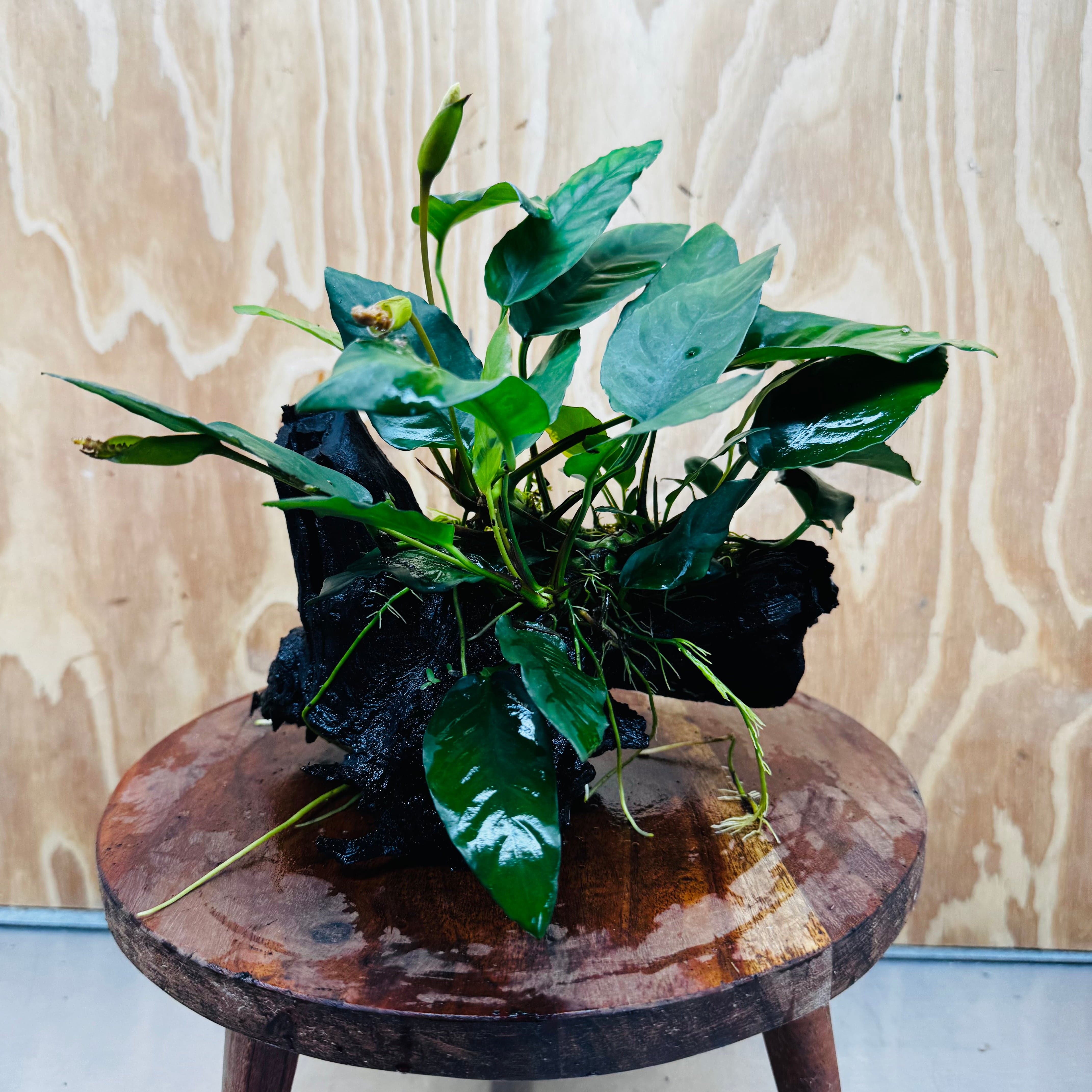 Scapeshop.com.au One Only Anubias Paco on Medium Driftwood Creation - One Only - Delicate Anubias Paco on Medium Driftwood - One Only - Aquarium Plants Australia
