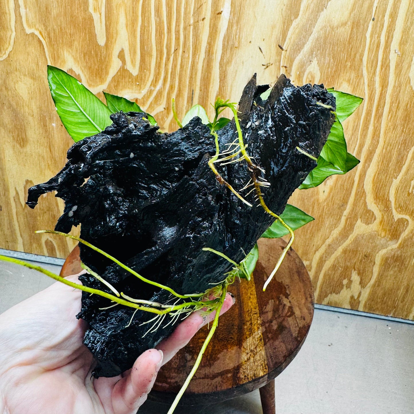 Scapeshop.com.au One Only Anubias Paco on Medium Driftwood Creation - One Only - Delicate Anubias Paco on Medium Driftwood - One Only - Aquarium Plants Australia