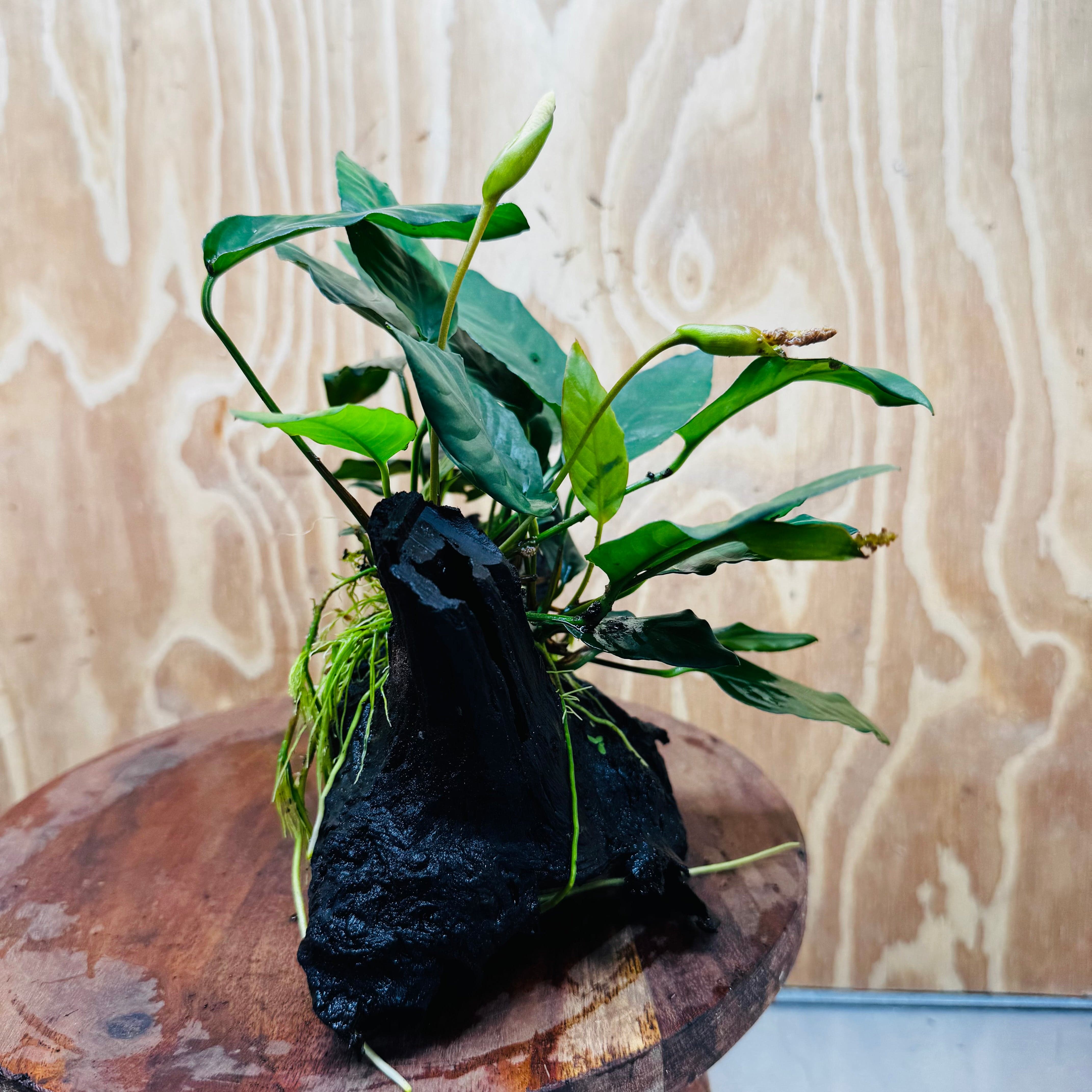 Scapeshop.com.au One Only Anubias Paco on Medium Driftwood Creation - One Only - Delicate Anubias Paco on Medium Driftwood - One Only - Aquarium Plants Australia