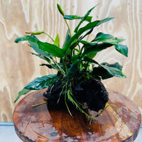 Scapeshop.com.au One Only Anubias Paco on Medium Driftwood Creation - One Only - Delicate Anubias Paco on Medium Driftwood - One Only - Aquarium Plants Australia
