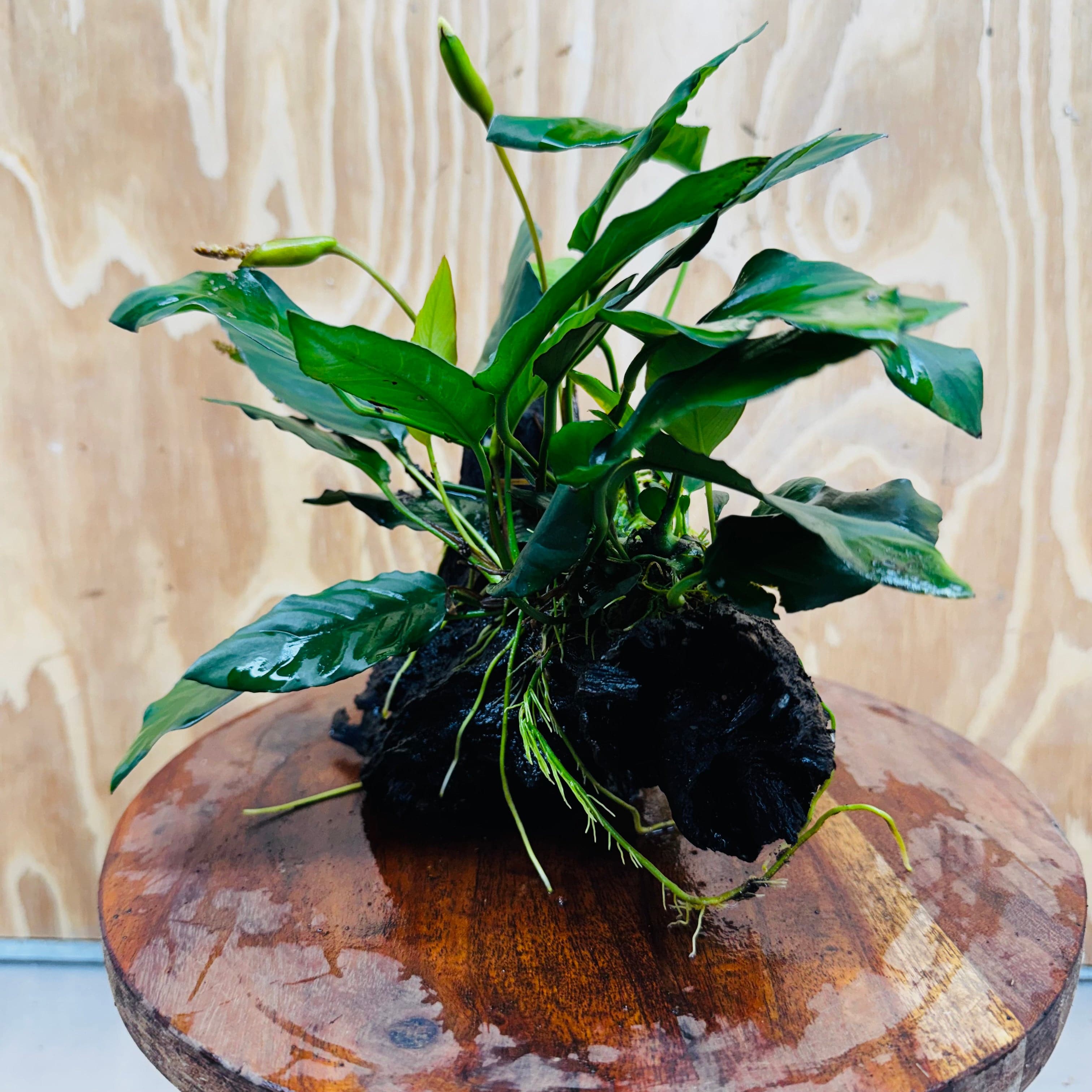 Scapeshop.com.au One Only Anubias Paco on Medium Driftwood Creation - One Only - Delicate Anubias Paco on Medium Driftwood - One Only - Aquarium Plants Australia