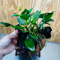 Scapeshop.com.au One Only Anubias Paco on Medium Driftwood Creation - One Only - Delicate Anubias Paco on Medium Driftwood - One Only - Aquarium Plants Australia