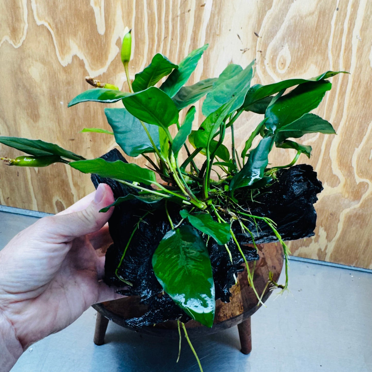 Scapeshop.com.au One Only Anubias Paco on Medium Driftwood Creation - One Only - Delicate Anubias Paco on Medium Driftwood - One Only - Aquarium Plants Australia
