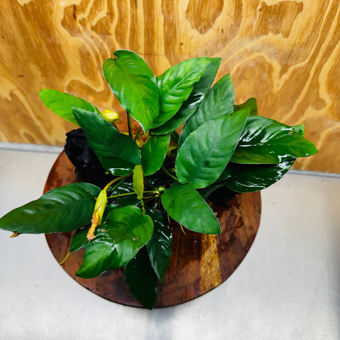 Scapeshop.com.au One Only Anubias Paco on Medium Driftwood Creation - One Only - Delicate Anubias Paco on Medium Driftwood - One Only - Aquarium Plants Australia