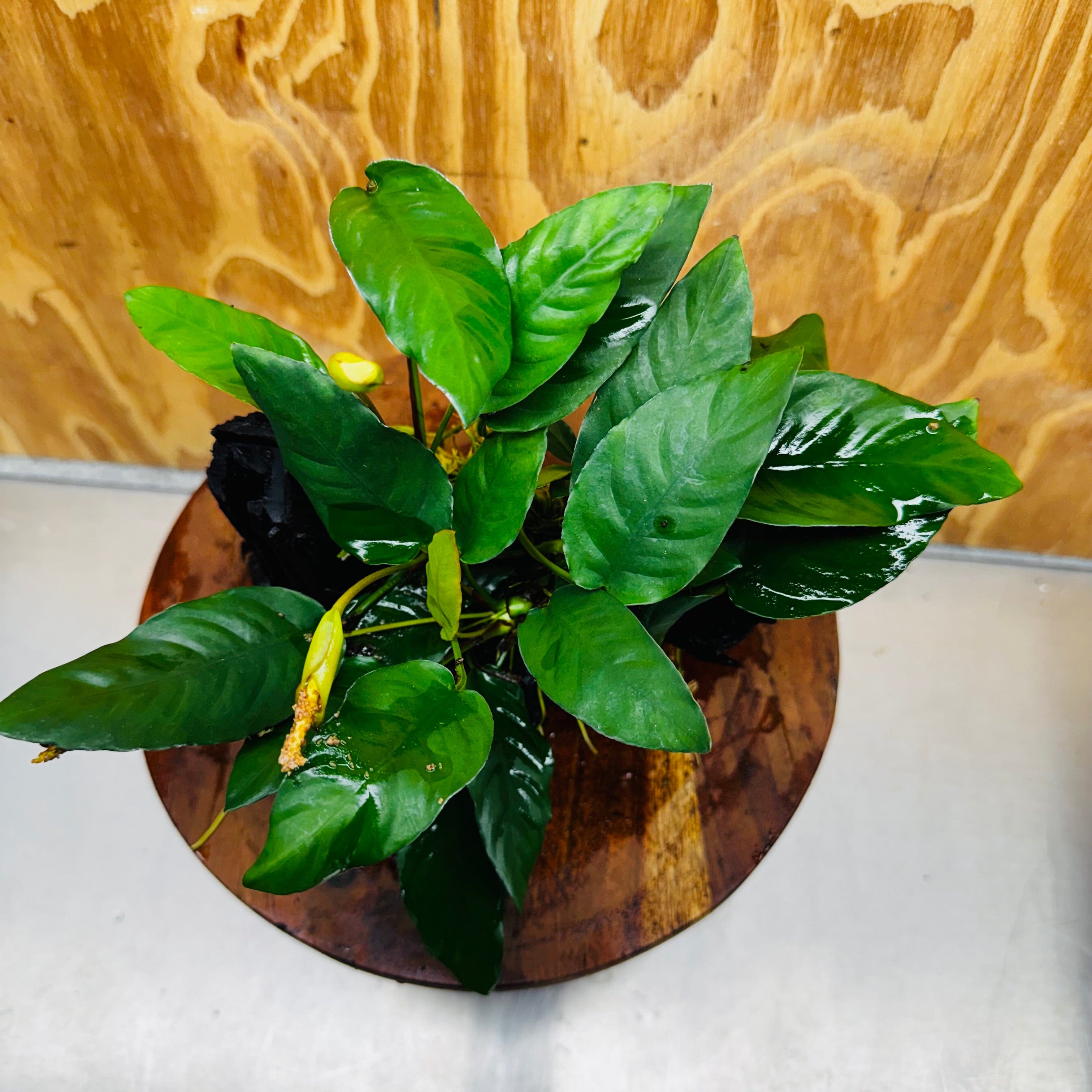 Scapeshop.com.au One Only Anubias Paco on Medium Driftwood Creation - One Only - Delicate Anubias Paco on Medium Driftwood - One Only - Aquarium Plants Australia