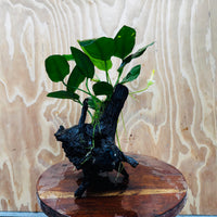 Scapeshop.com.au One Only Anubias Paco on Medium Driftwood Creation - One Only - Delicate Anubias Paco on Medium Driftwood - One Only - Aquarium Plants Australia