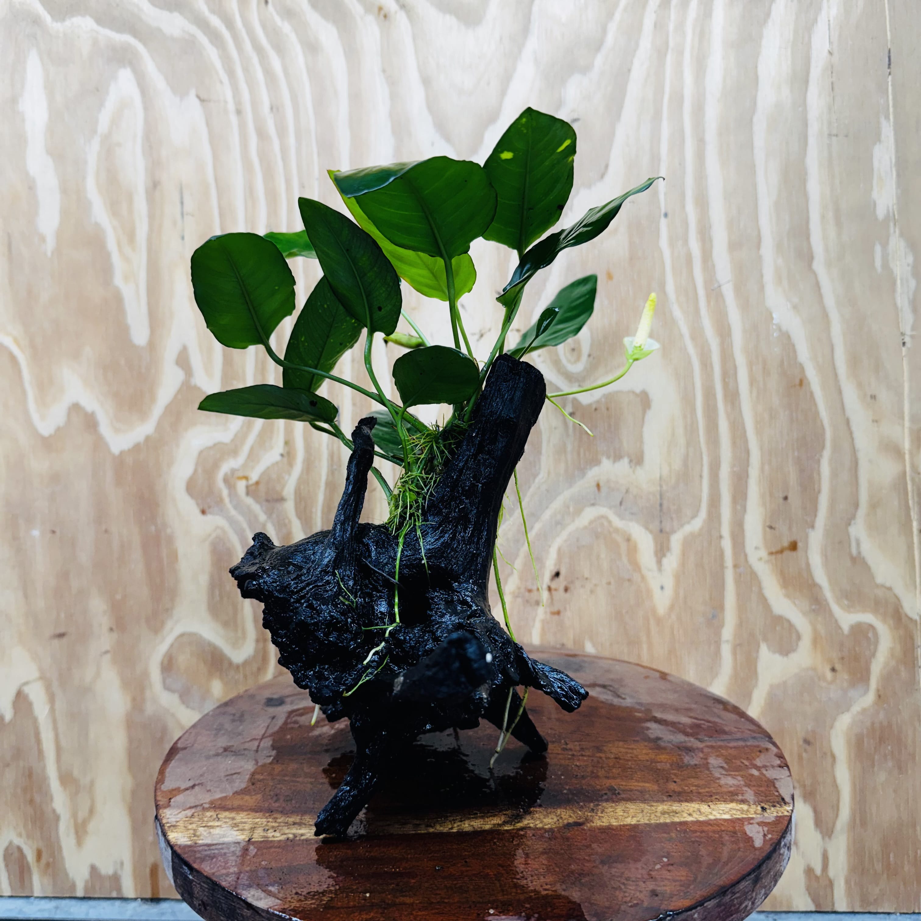 Scapeshop.com.au One Only Anubias Paco on Medium Driftwood Creation - One Only - Delicate Anubias Paco on Medium Driftwood - One Only - Aquarium Plants Australia
