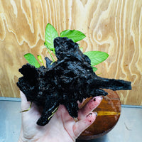 Scapeshop.com.au One Only Anubias Paco on Medium Driftwood Creation - One Only - Delicate Anubias Paco on Medium Driftwood - One Only - Aquarium Plants Australia