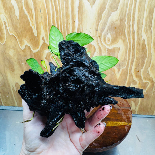 Scapeshop.com.au One Only Anubias Paco on Medium Driftwood Creation - One Only - Delicate Anubias Paco on Medium Driftwood - One Only - Aquarium Plants Australia