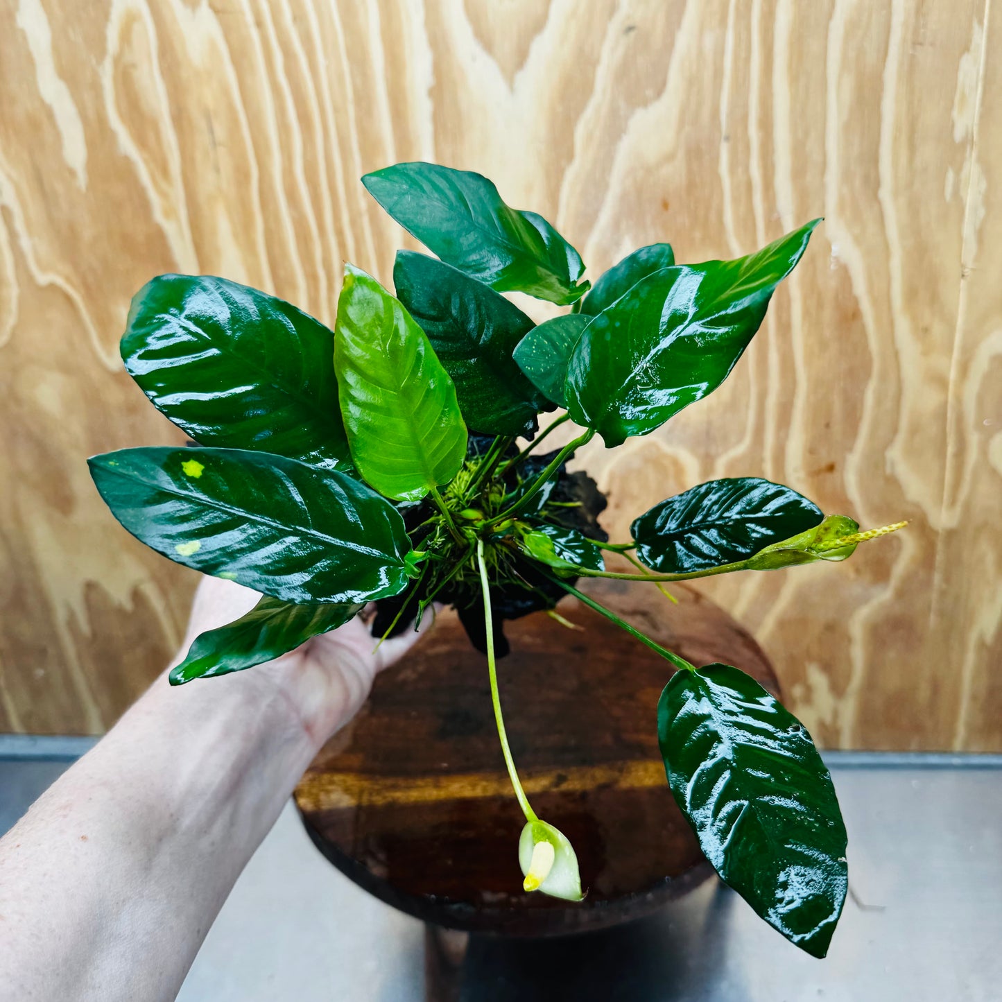Scapeshop.com.au One Only Anubias Paco on Medium Driftwood Creation - One Only - Delicate Anubias Paco on Medium Driftwood - One Only - Aquarium Plants Australia