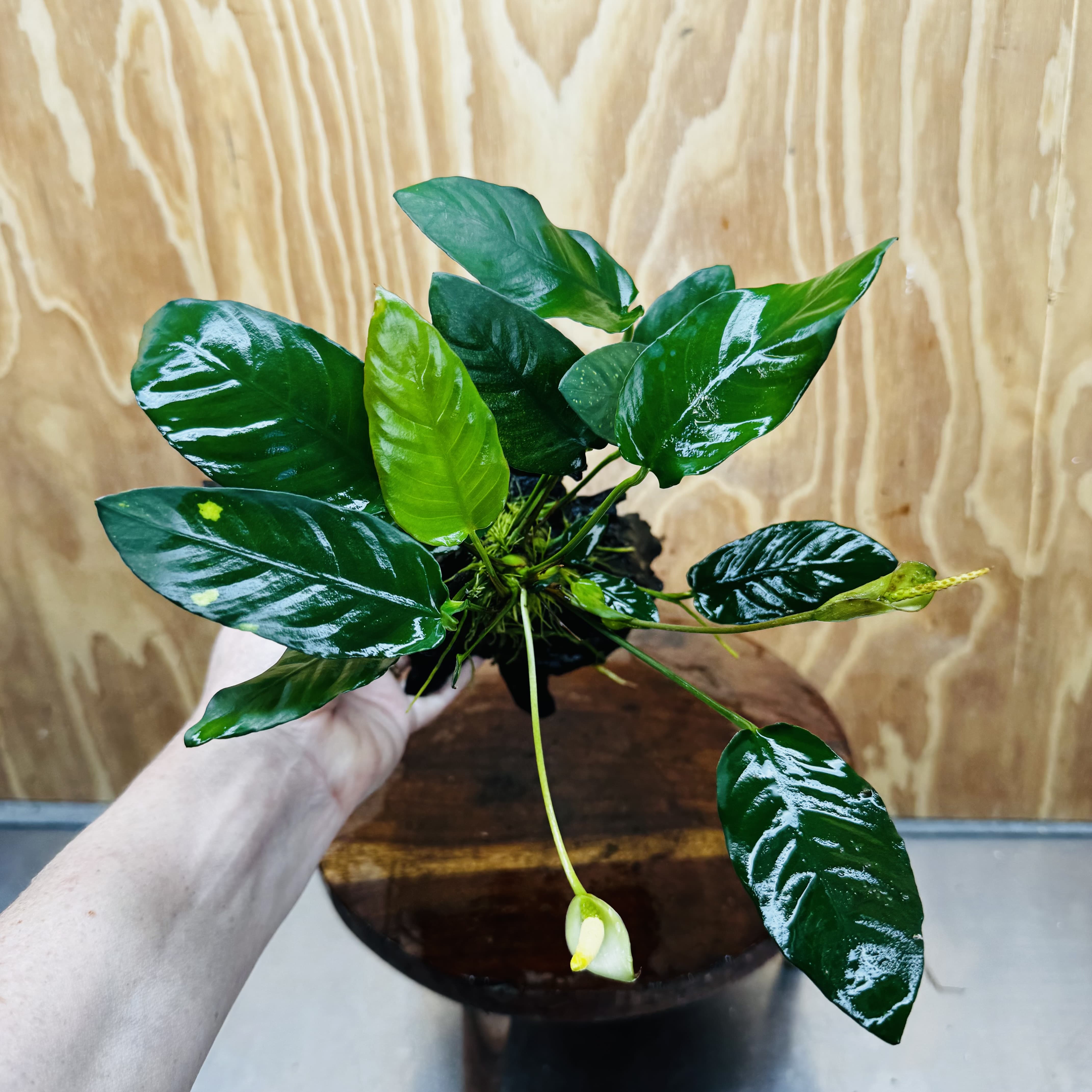 Scapeshop.com.au One Only Anubias Paco on Medium Driftwood Creation - One Only - Delicate Anubias Paco on Medium Driftwood - One Only - Aquarium Plants Australia