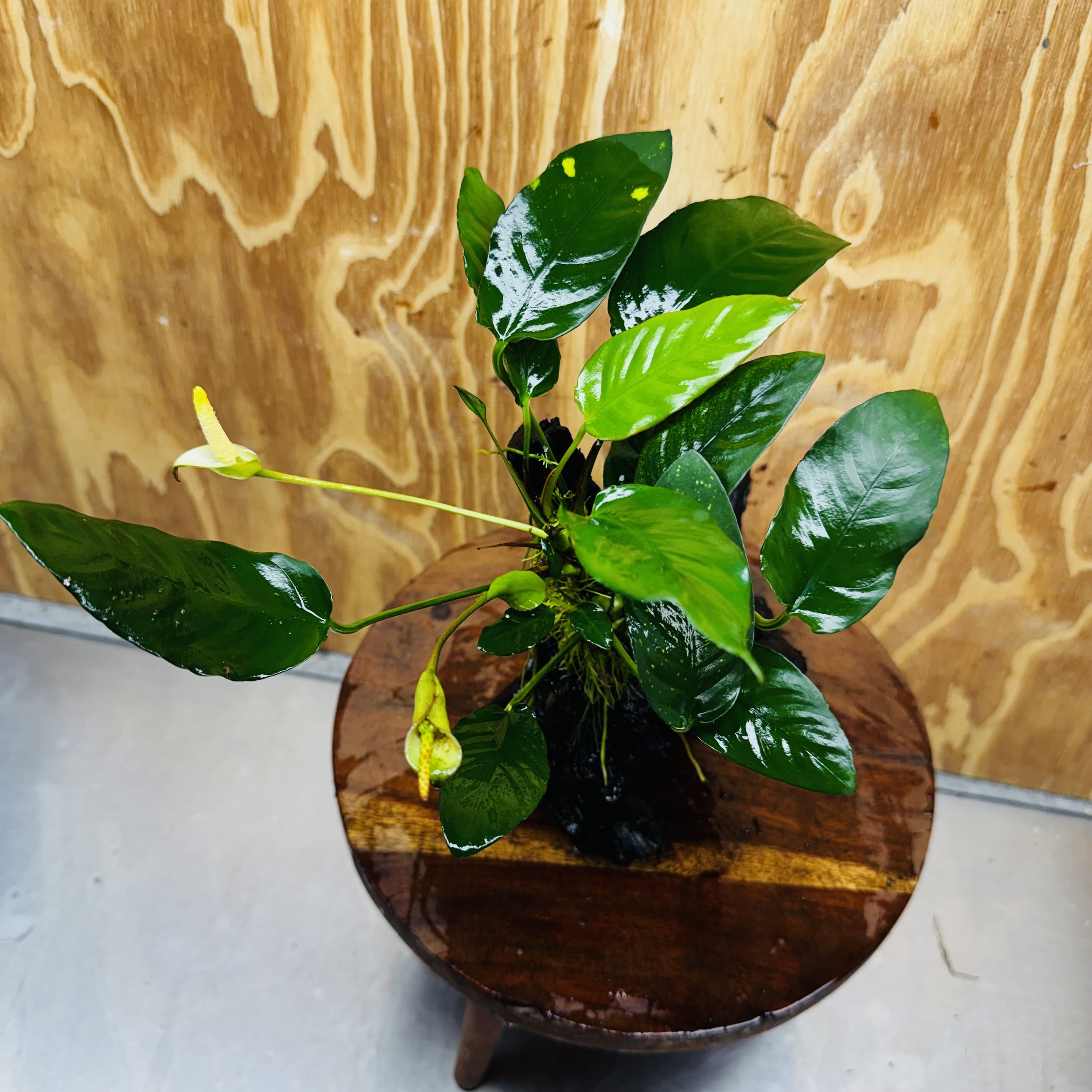Scapeshop.com.au One Only Anubias Paco on Medium Driftwood Creation - One Only - Delicate Anubias Paco on Medium Driftwood - One Only - Aquarium Plants Australia