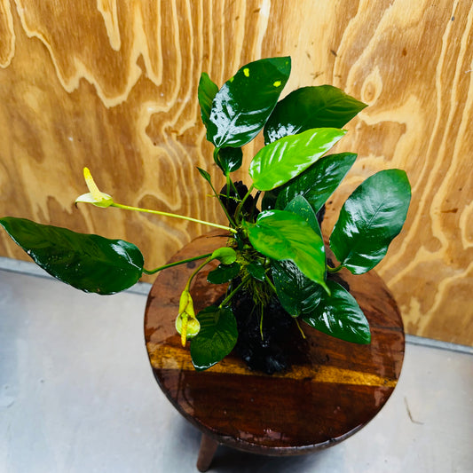 Scapeshop.com.au One Only Anubias Paco on Medium Driftwood Creation - One Only - Delicate Anubias Paco on Medium Driftwood - One Only - Aquarium Plants Australia
