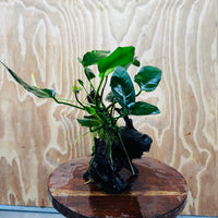 Scapeshop.com.au One Only Anubias Paco on Medium Driftwood Creation - One Only - Delicate Anubias Paco on Medium Driftwood - One Only - Aquarium Plants Australia