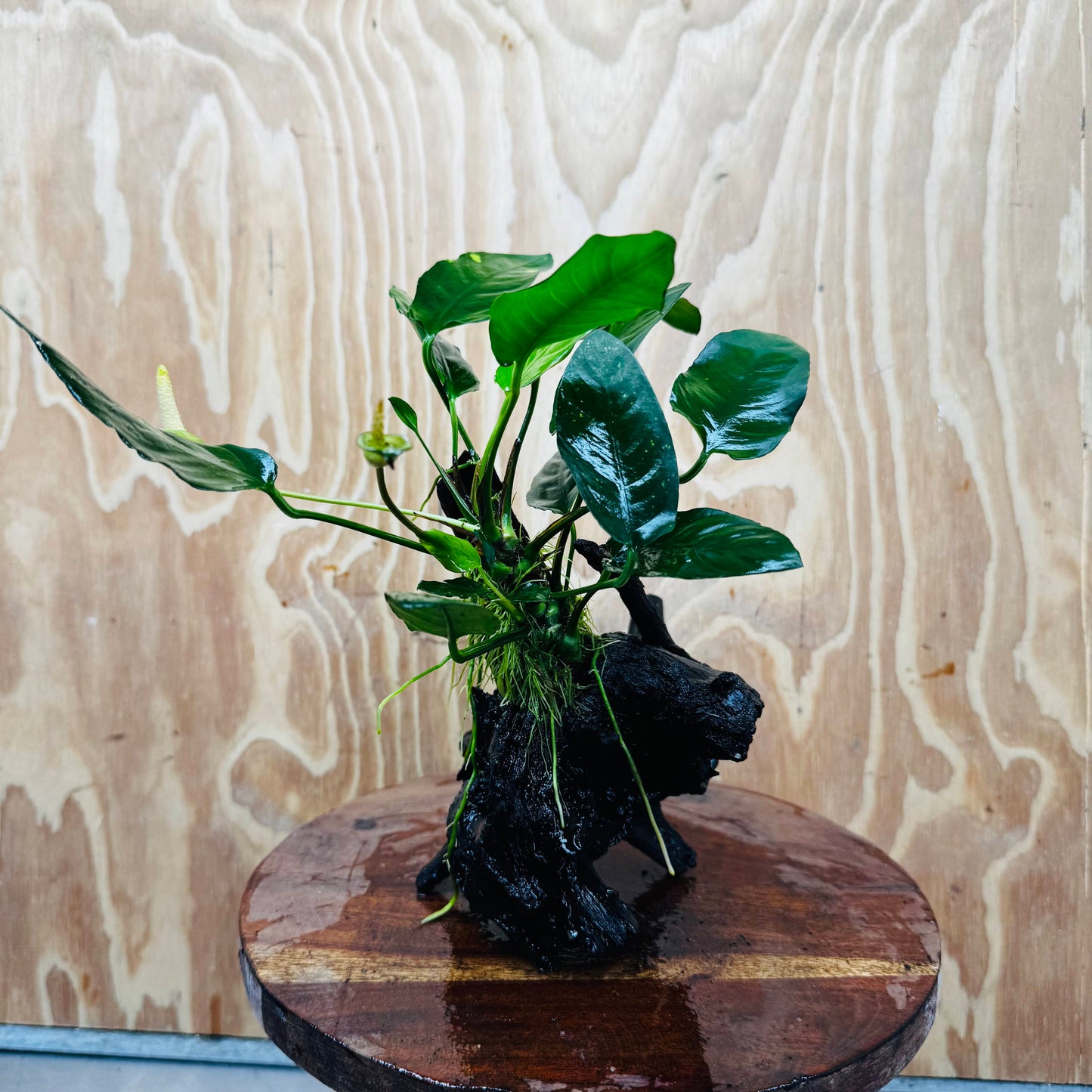 Scapeshop.com.au One Only Anubias Paco on Medium Driftwood Creation - One Only - Delicate Anubias Paco on Medium Driftwood - One Only - Aquarium Plants Australia