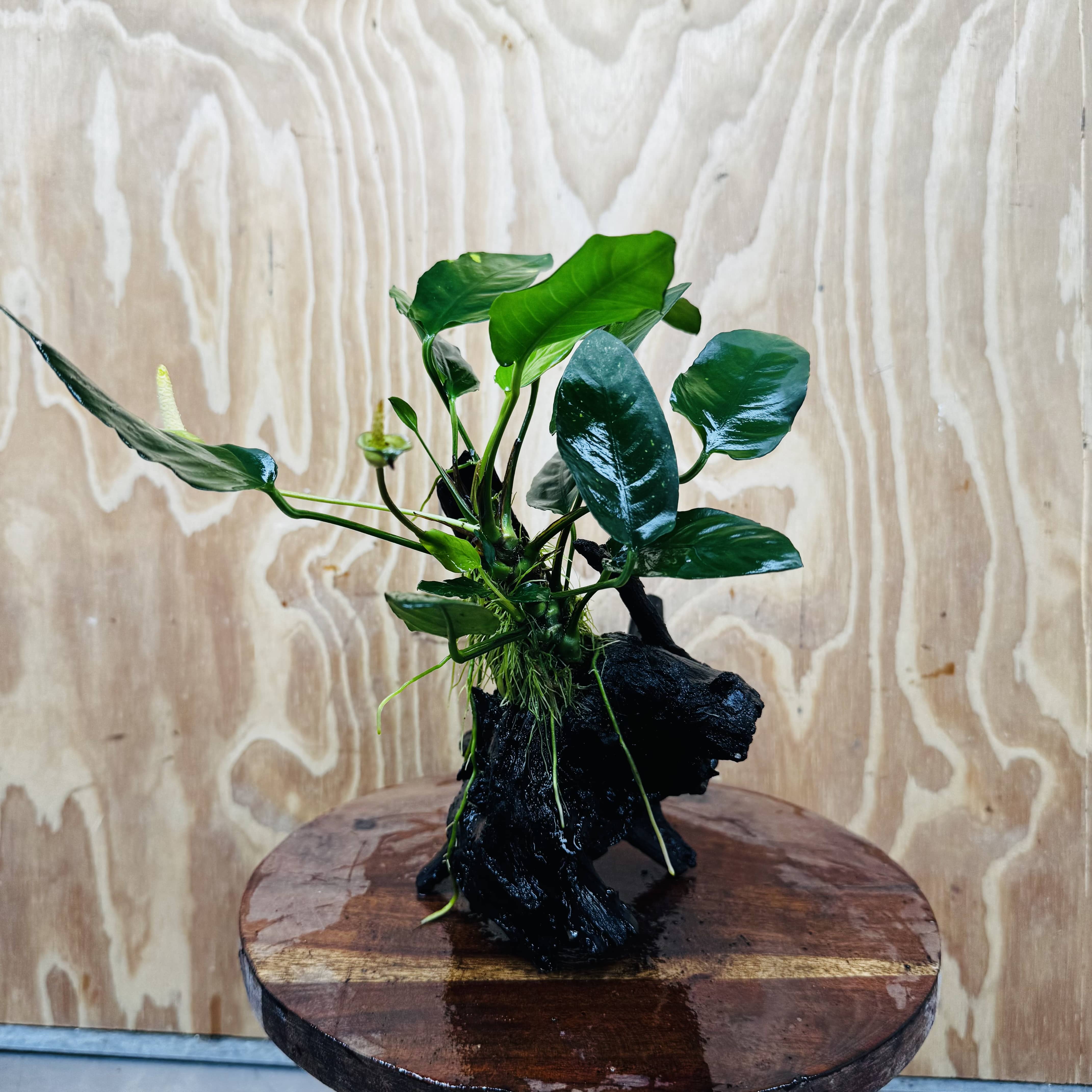 Scapeshop.com.au One Only Anubias Paco on Medium Driftwood Creation - One Only - Delicate Anubias Paco on Medium Driftwood - One Only - Aquarium Plants Australia