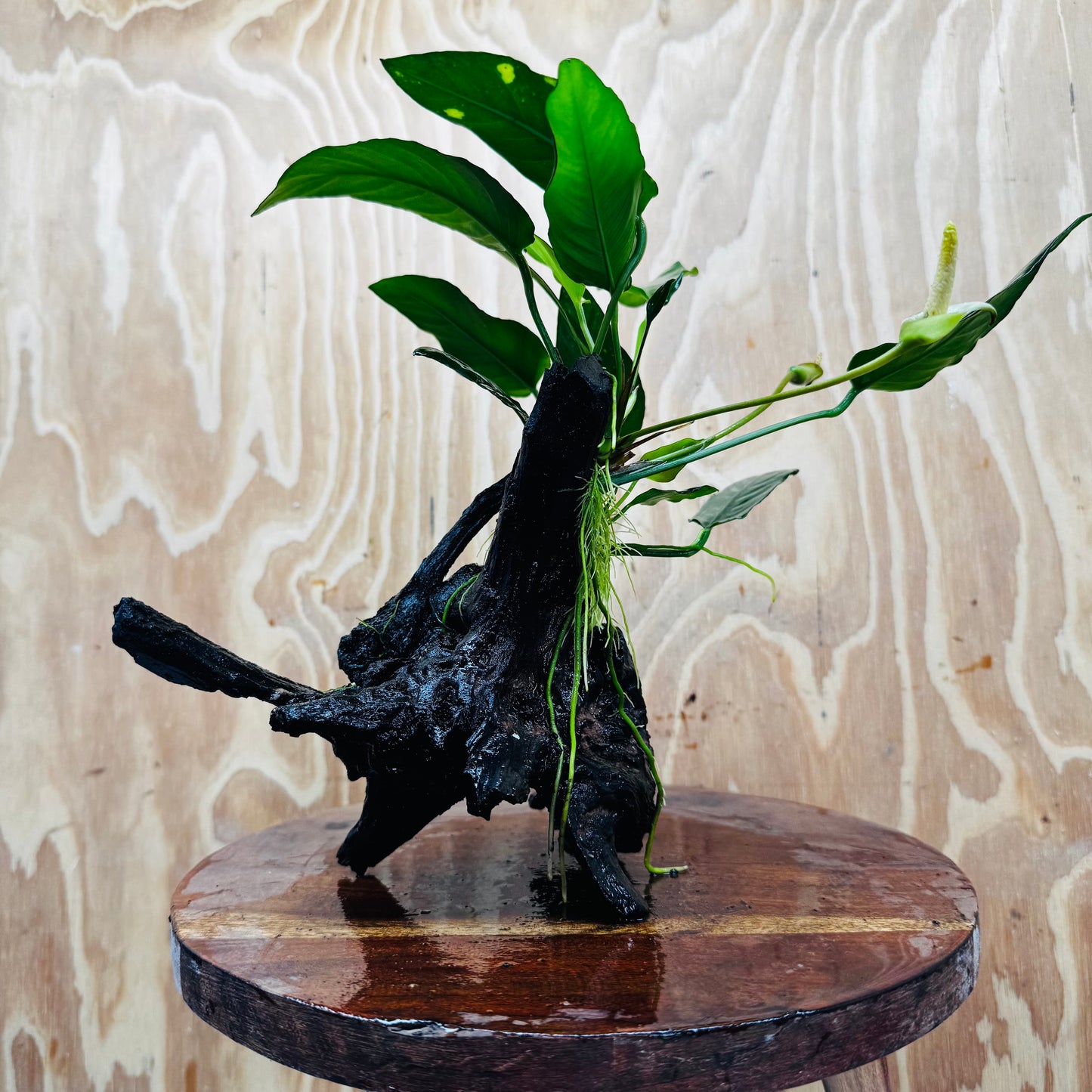 Scapeshop.com.au One Only Anubias Paco on Medium Driftwood Creation - One Only - Delicate Anubias Paco on Medium Driftwood - One Only - Aquarium Plants Australia