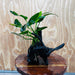 Scapeshop.com.au One Only Anubias Paco on Medium Driftwood Creation - One Only - Delicate Anubias Paco on Medium Driftwood - One Only - Aquarium Plants Australia