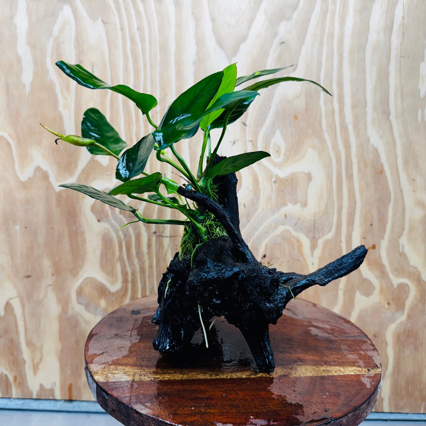 Scapeshop.com.au One Only Anubias Paco on Medium Driftwood Creation - One Only - Delicate Anubias Paco on Medium Driftwood - One Only - Aquarium Plants Australia