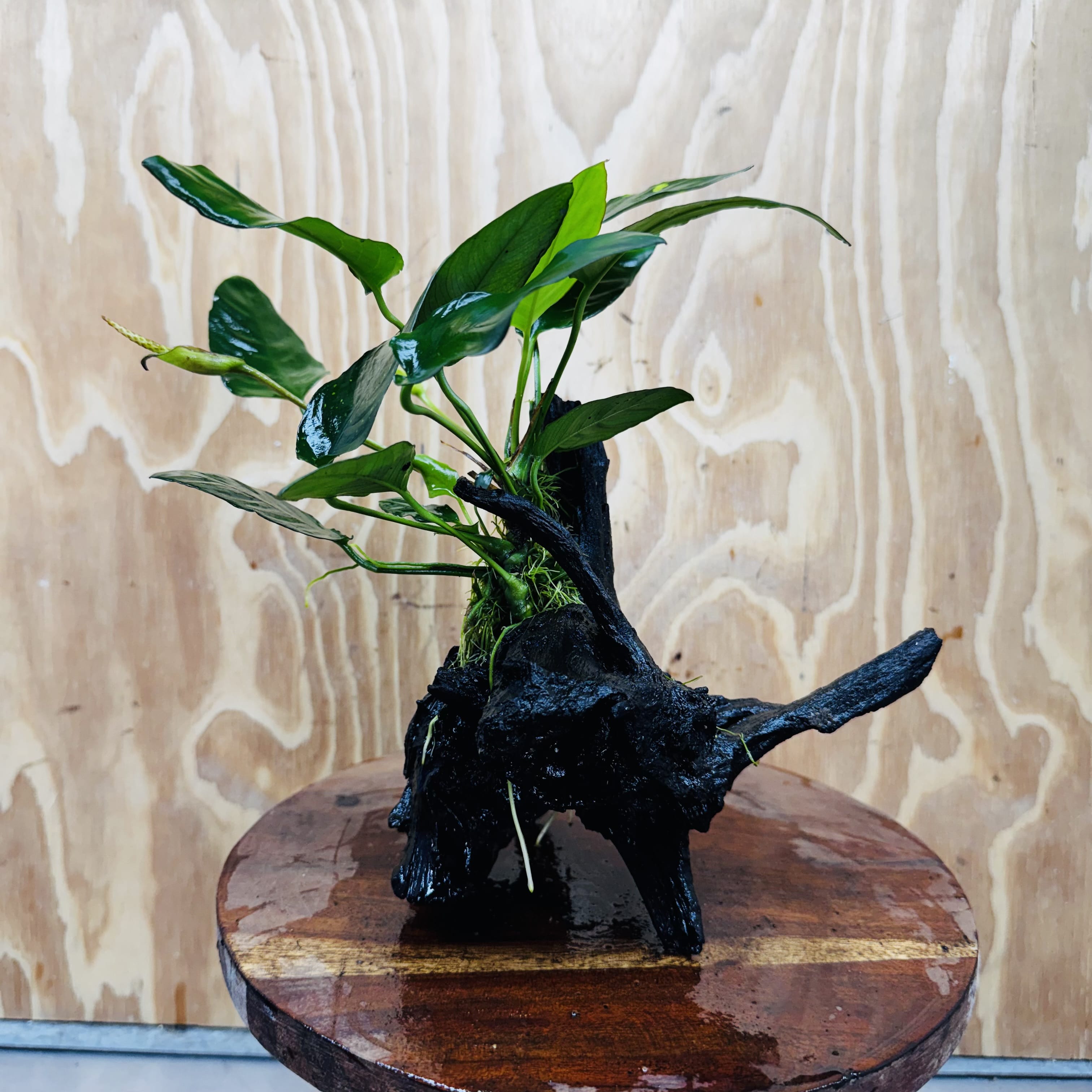 Scapeshop.com.au One Only Anubias Paco on Medium Driftwood Creation - One Only - Delicate Anubias Paco on Medium Driftwood - One Only - Aquarium Plants Australia