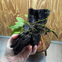 Scapeshop.com.au One Only Anubias Paco on Medium Driftwood Creation - One Only - Delicate Anubias Paco on Medium Driftwood - One Only - Aquarium Plants Australia
