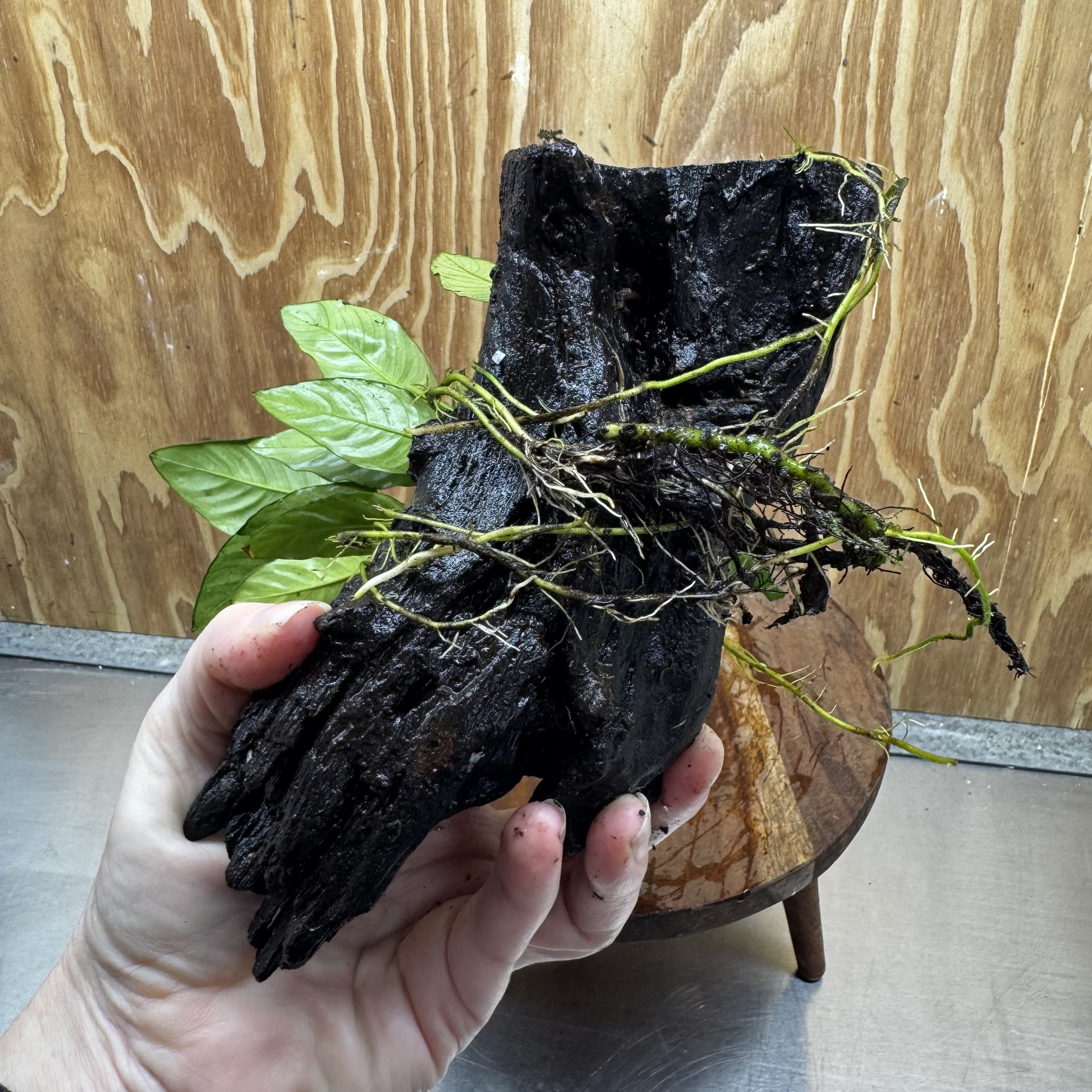 Scapeshop.com.au One Only Anubias Paco on Medium Driftwood Creation - One Only - Delicate Anubias Paco on Medium Driftwood - One Only - Aquarium Plants Australia