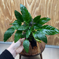 Scapeshop.com.au One Only Anubias Paco on Medium Driftwood Creation - One Only - Delicate Anubias Paco on Medium Driftwood - One Only - Aquarium Plants Australia