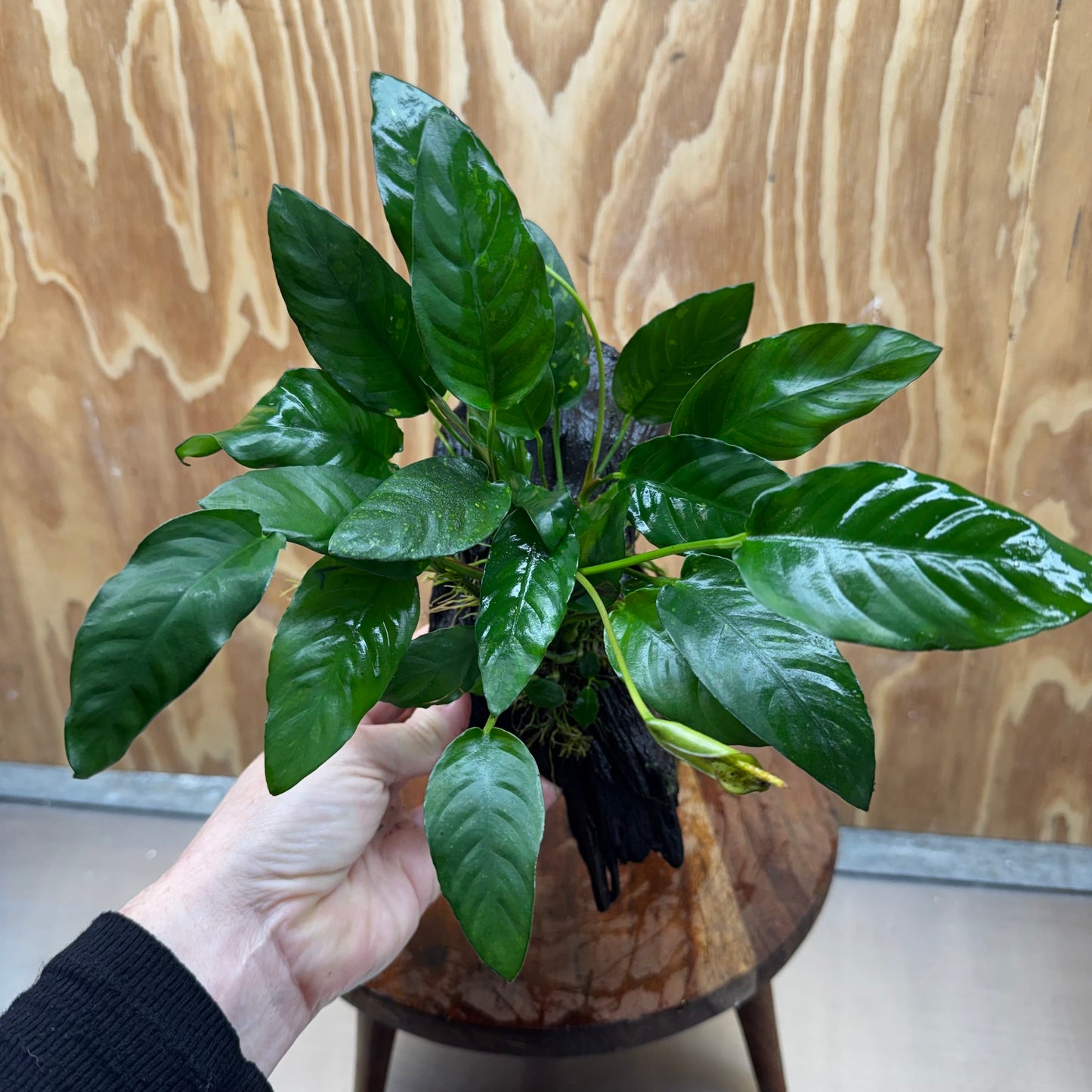 Scapeshop.com.au One Only Anubias Paco on Medium Driftwood Creation - One Only - Delicate Anubias Paco on Medium Driftwood - One Only - Aquarium Plants Australia