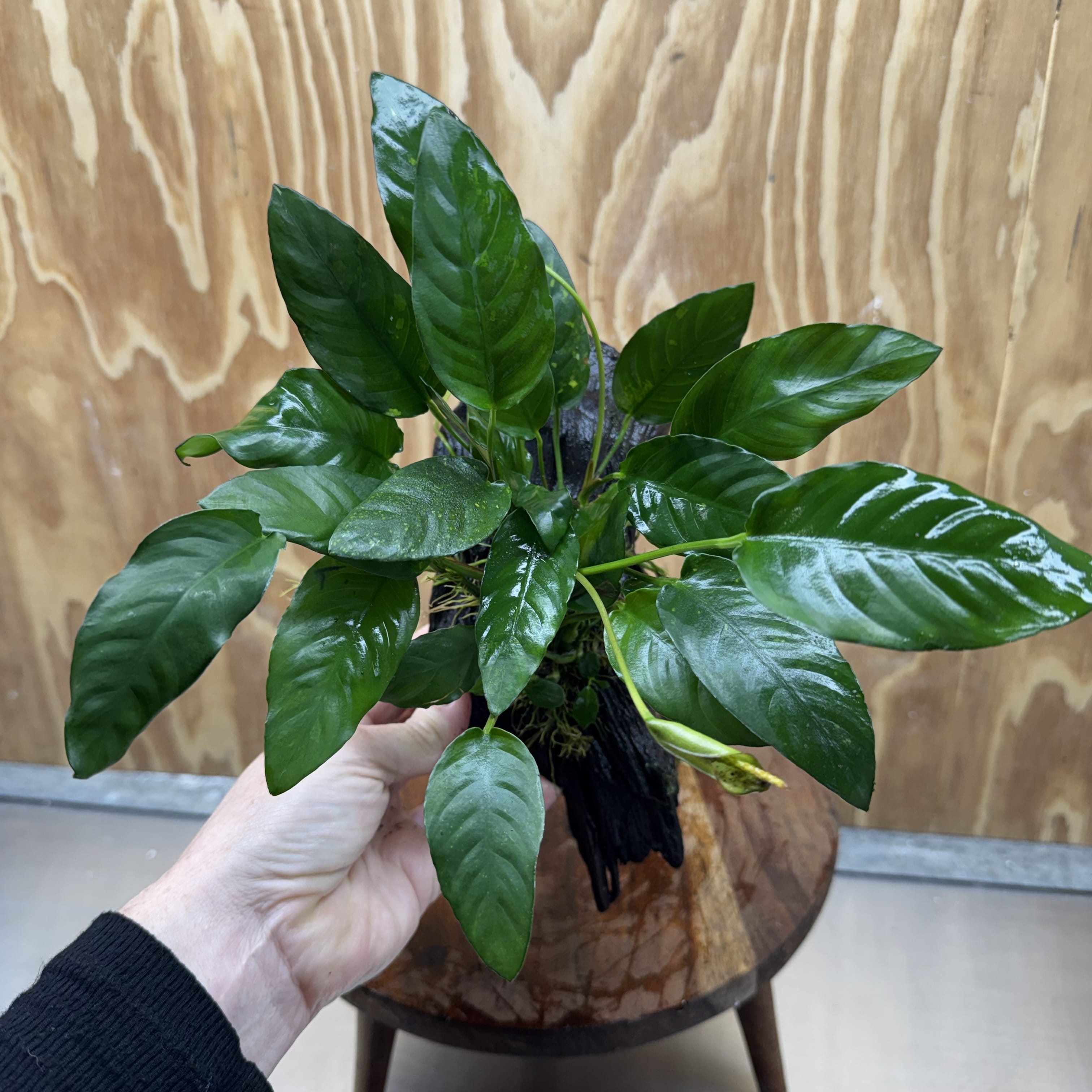 Scapeshop.com.au One Only Anubias Paco on Medium Driftwood Creation - One Only - Delicate Anubias Paco on Medium Driftwood - One Only - Aquarium Plants Australia