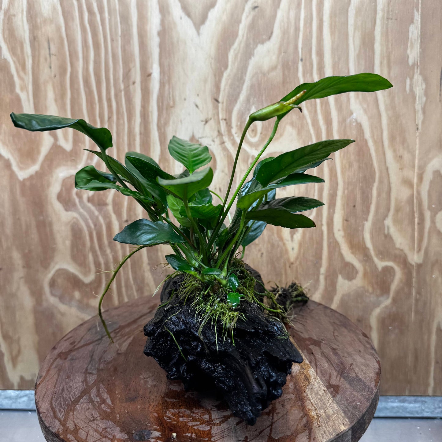 Scapeshop.com.au One Only Anubias Paco on Medium Driftwood Creation - One Only - Delicate Anubias Paco on Medium Driftwood - One Only - Aquarium Plants Australia