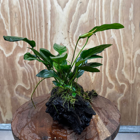 Scapeshop.com.au One Only Anubias Paco on Medium Driftwood Creation - One Only - Delicate Anubias Paco on Medium Driftwood - One Only - Aquarium Plants Australia