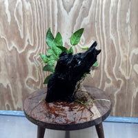 Scapeshop.com.au One Only Anubias Paco on Medium Driftwood Creation - One Only - Delicate Anubias Paco on Medium Driftwood - One Only - Aquarium Plants Australia
