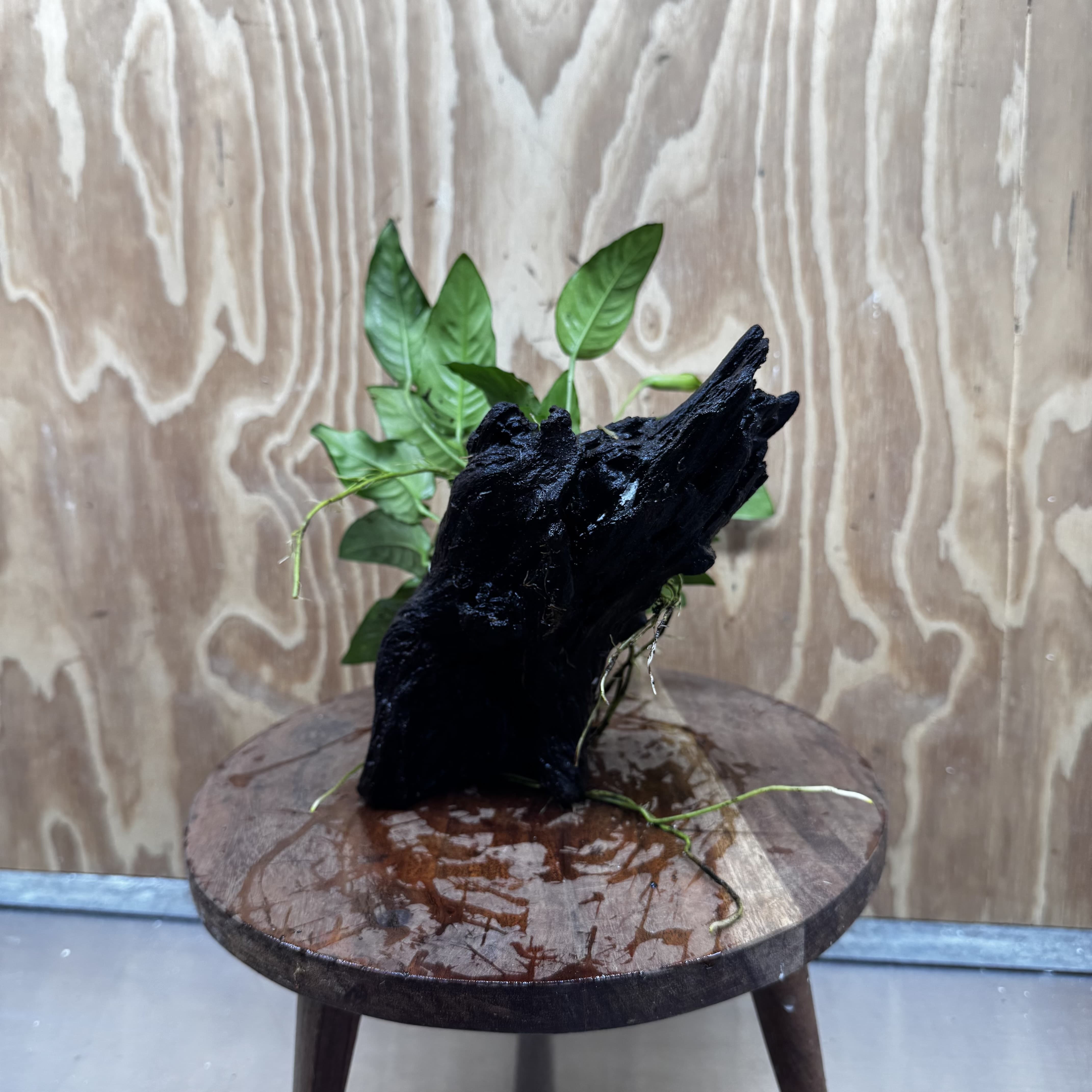 Scapeshop.com.au One Only Anubias Paco on Medium Driftwood Creation - One Only - Delicate Anubias Paco on Medium Driftwood - One Only - Aquarium Plants Australia